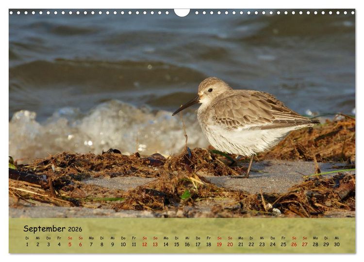 Produktbild: Wilder Nordosten - Aug in Aug mit Tieren der Ostseeregion (Wandkalender 2026 DIN A3 quer), CALVENDO Monatskalender
