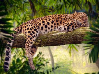 Produktbild: CALVENDO Puzzle Leopard mit Auszeit auf einem Baum | 2000 Teile Lege-Gr&ouml;&szlig;e 90x67cm Foto-Puzzle f&uuml;r gl&uuml;ckliche Stunden