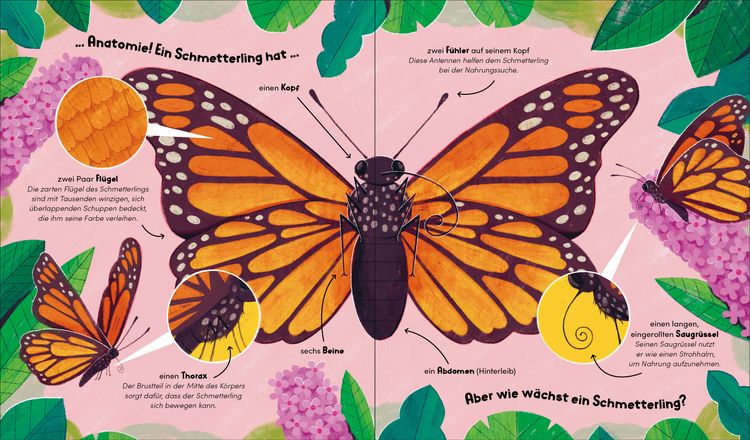 Produktbild: Aus klein wird gro&szlig;. So w&auml;chst ein Schmetterling