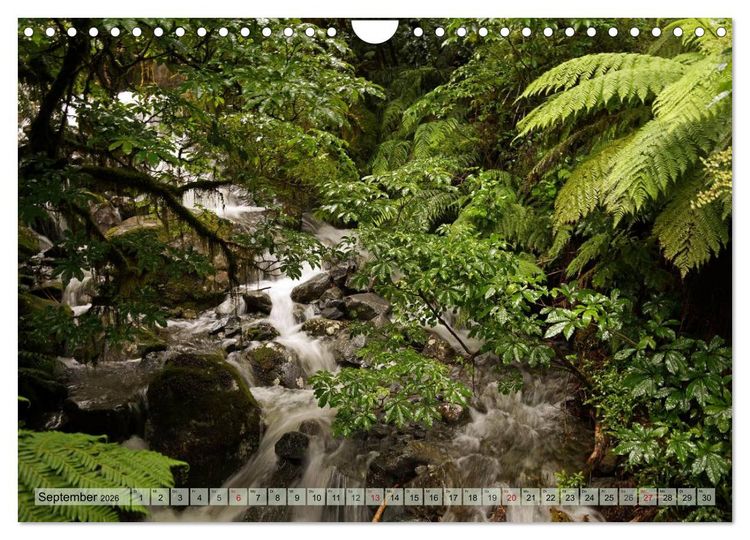 Produktbild: Prim&auml;rwald - Neuseeland (Wandkalender 2026 DIN A4 quer), CALVENDO Monatskalender