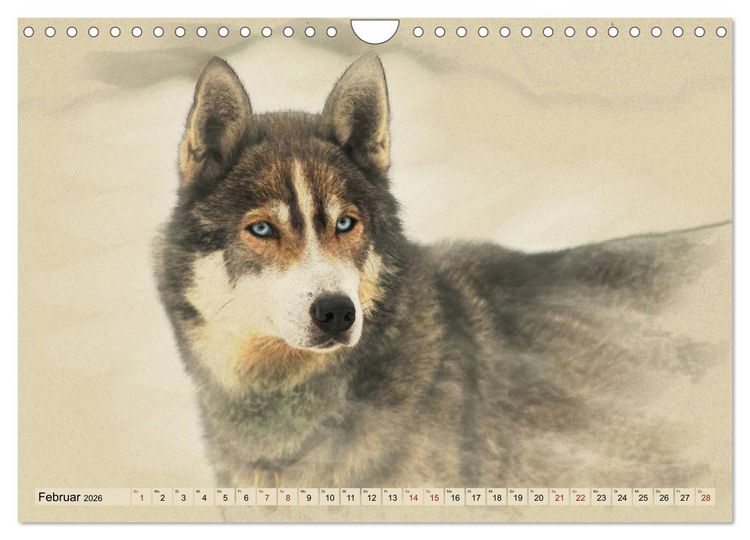 Produktbild: Schlittenhunde 2026 (Wandkalender 2026 DIN A4 quer), CALVENDO Monatskalender