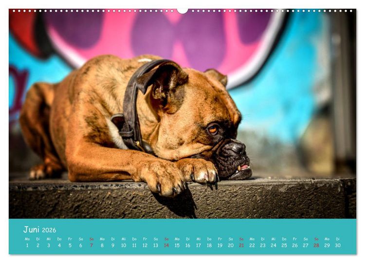 Produktbild: Hunde und Graffiti (Wandkalender 2026 DIN A2 quer), CALVENDO Monatskalender