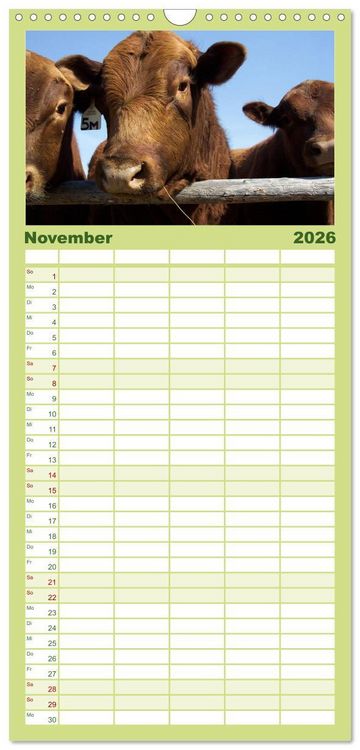 Produktbild: Familienplaner 2026 - K&uuml;he mit 5 Spalten (Wandkalender, 21 x 45 cm) CALVENDO