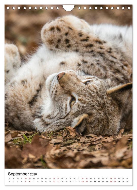 Produktbild: Der eurasische Luchs (Wandkalender 2026 DIN A4 hoch), CALVENDO Monatskalender