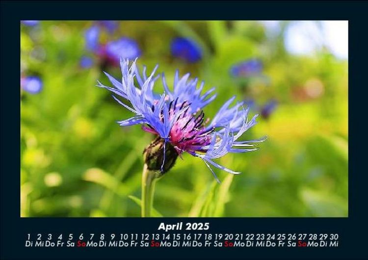 Produktbild: Bilder aus der Natur 2025 Fotokalender DIN A5