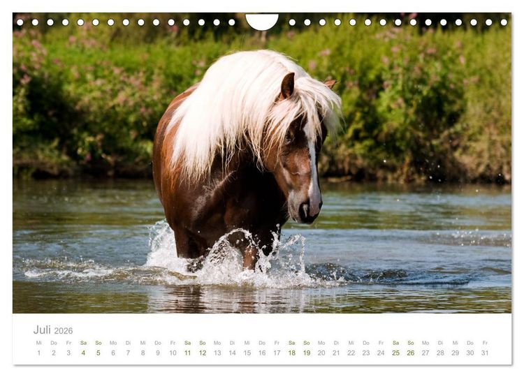 Produktbild: Faszination und Vielfalt - Schwarzw&auml;lder Kaltblut (Wandkalender 2026 DIN A4 quer), CALVENDO Monatskalender