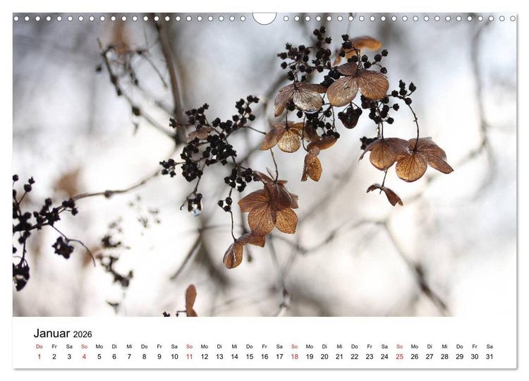 Produktbild: Hortensien Bl&uuml;hen und Vergehen (Wandkalender 2026 DIN A3 quer), CALVENDO Monatskalender