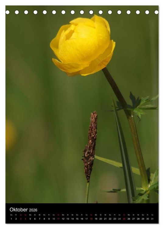 Produktbild: Seltene Wildblumen (Tischkalender 2026 DIN A5 hoch), CALVENDO Monatskalender