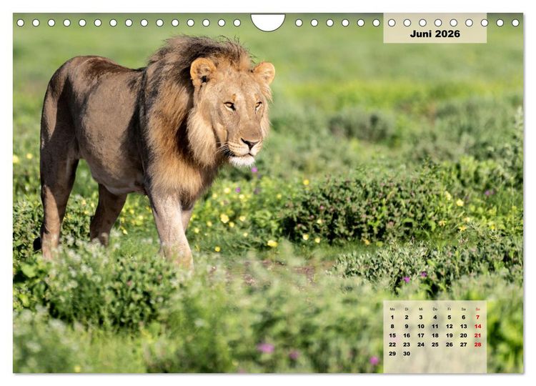 Produktbild: Raubkatzen - L&ouml;we, Gepard, Leopard (Wandkalender 2026 DIN A4 quer), CALVENDO Monatskalender