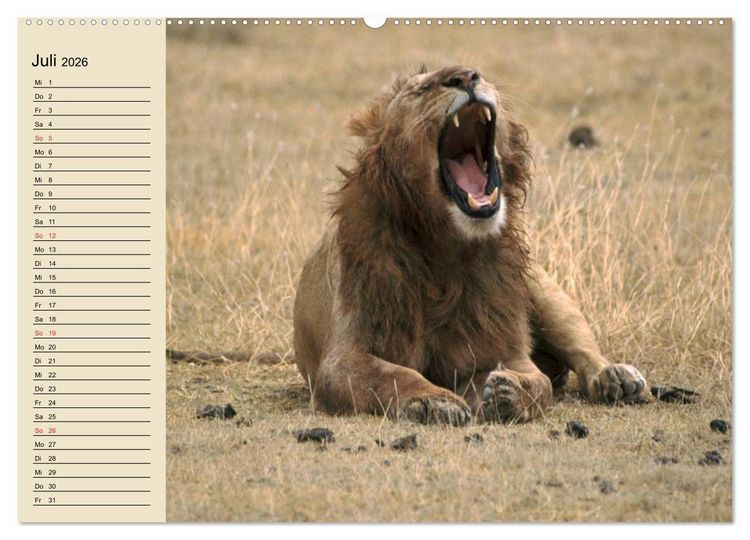 Produktbild: L&ouml;wen in freier Wildbahn (hochwertiger Premium Wandkalender 2026 DIN A2 quer), Kunstdruck in Hochglanz