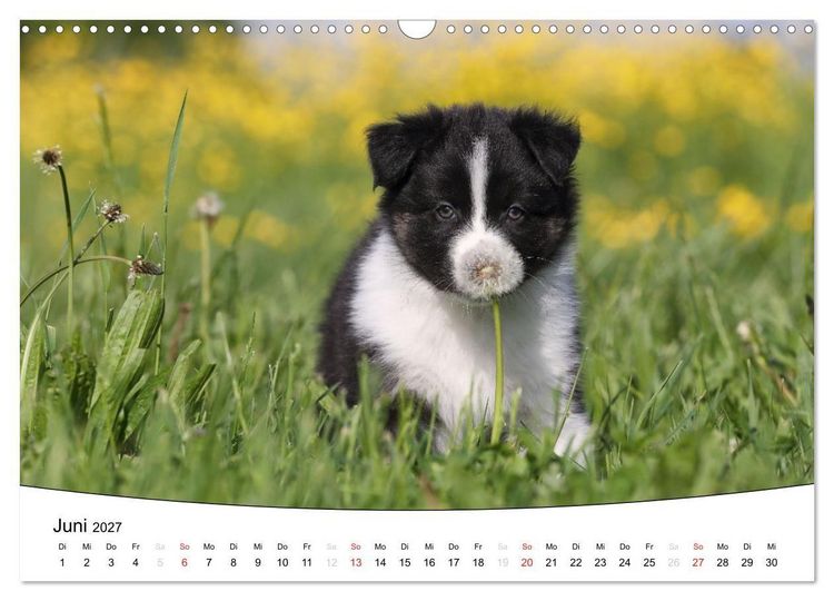 Produktbild: Welpen - Puppies (Wandkalender 2027 DIN A3 quer), CALVENDO Monatskalender