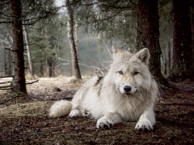Produktbild: CALVENDO Puzzle wei&szlig;er Wolf | 1000 Teile Lege-Gr&ouml;&szlig;e 64 &times; 48 cm Foto-Puzzle f&uuml;r gl&uuml;ckliche Stunden