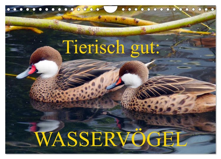 Produktbild: Tierisch gut: Wasserv&ouml;gel (Wandkalender 2026 DIN A4 quer), CALVENDO Monatskalender