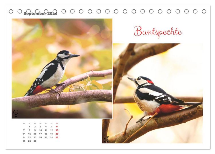 Produktbild: Vogel-P&auml;rchen (Tischkalender 2026 DIN A5 quer), CALVENDO Monatskalender