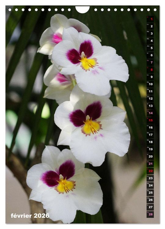 Produktbild: Miracle floral l'orchid&eacute;e (Calendrier mural 2026 DIN A4 horizontal), CALVENDO calendrier mensuel