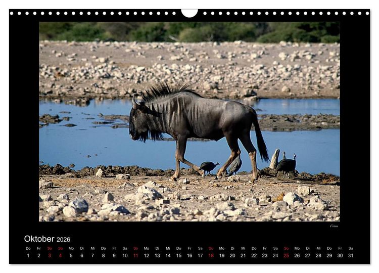 Produktbild: Wildtiere im Etosha Nationalpark (Wandkalender 2026 DIN A3 quer), CALVENDO Monatskalender