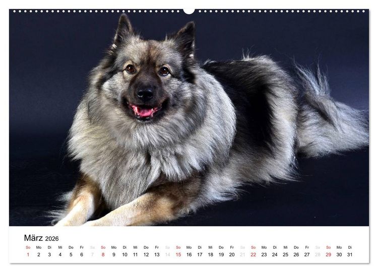 Produktbild: Der Wolfsspitz (Wandkalender 2026 DIN A2 quer), CALVENDO Monatskalender