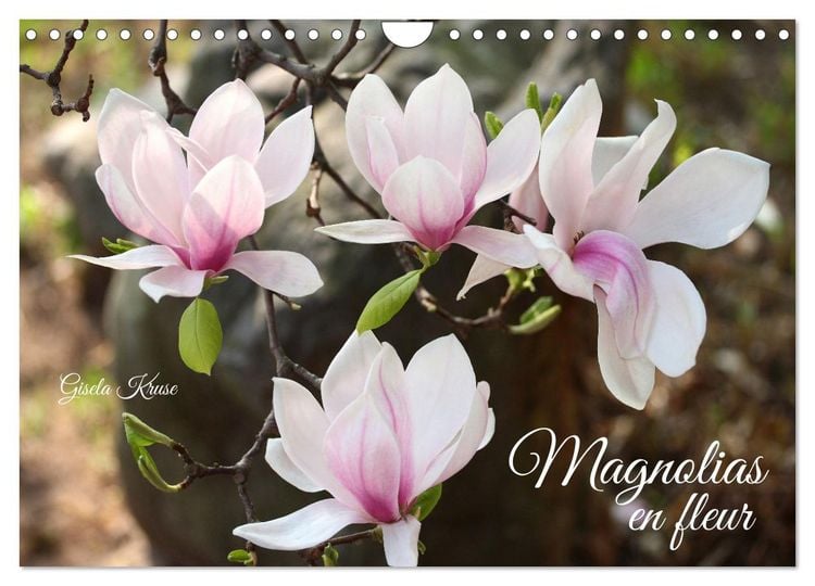 Produktbild: Magnolias en fleur (Calendrier mural 2026 DIN A4 vertical), CALVENDO calendrier mensuel