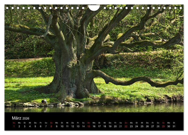 Produktbild: Baum-Variationen (Wandkalender 2026 DIN A4 quer), CALVENDO Monatskalender