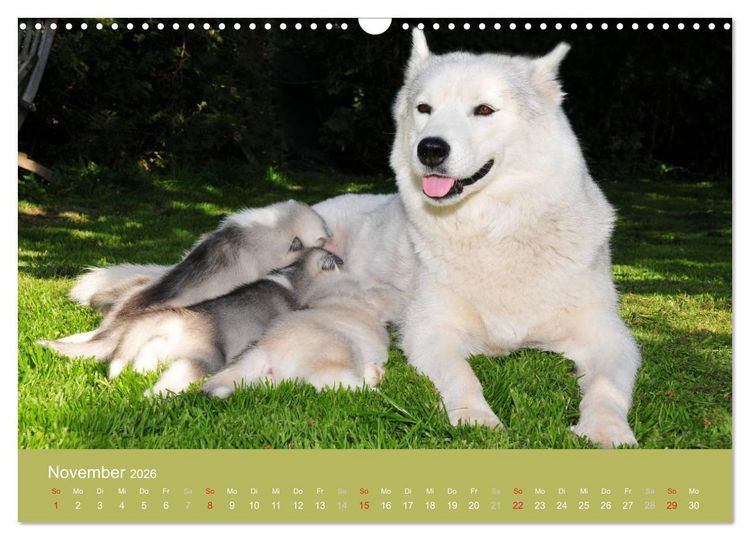 Produktbild: Husky Welpen (Wandkalender 2026 DIN A3 quer), CALVENDO Monatskalender