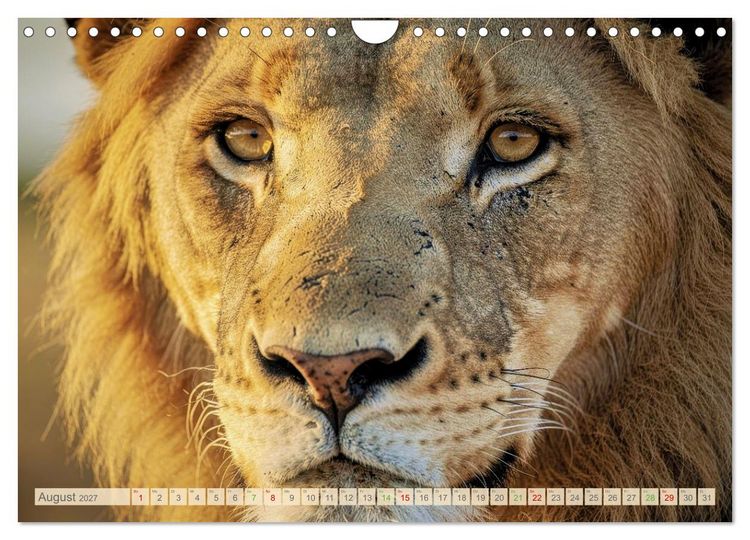 Produktbild: Die Augen der Wildnis (Wandkalender 2027 DIN A4 quer), CALVENDO Monatskalender