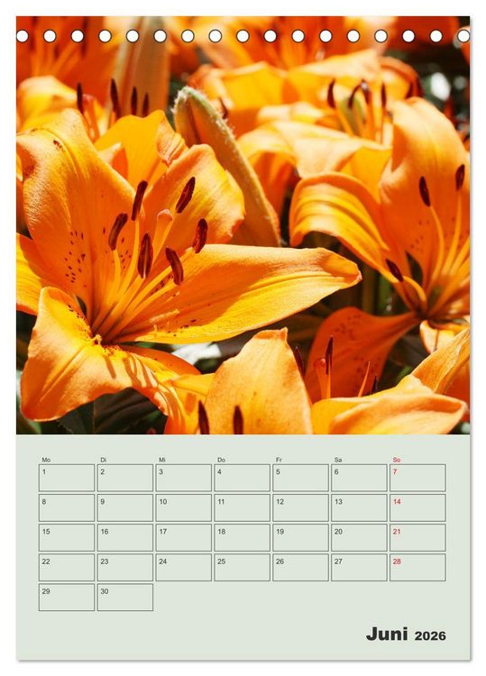 Produktbild: Lilien im Garten (Tischkalender 2026 DIN A5 hoch), CALVENDO Monatskalender