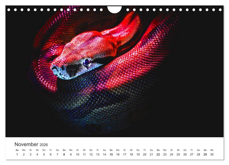Produktbild: Reptilien - Tierische Farbenpracht (Wandkalender 2026 DIN A4 quer), CALVENDO Monatskalender