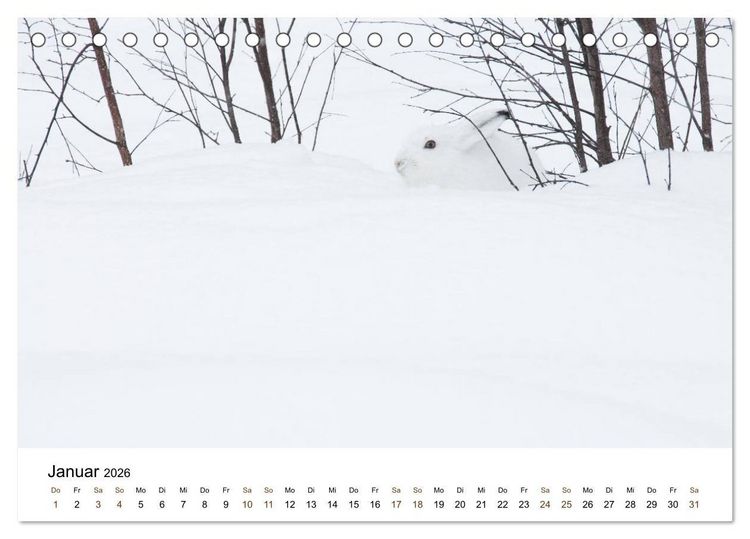 Produktbild: Finnland: eine tierische Entdeckungsreise (Tischkalender 2026 DIN A5 quer), CALVENDO Monatskalender