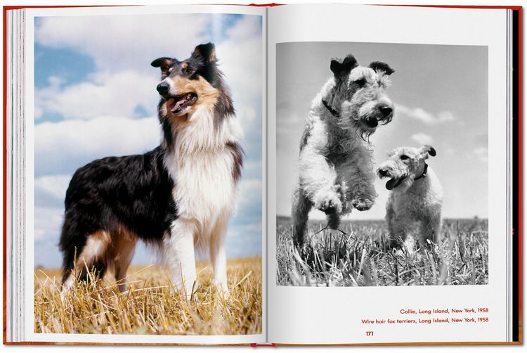 Produktbild: Walter Chandoha. Dogs. Photographs 1941&ndash;1991