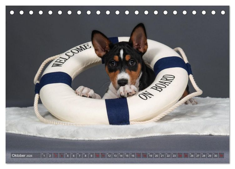 Produktbild: Basenji-Sch&ouml;nheiten (Tischkalender 2026 DIN A5 quer), CALVENDO Monatskalender