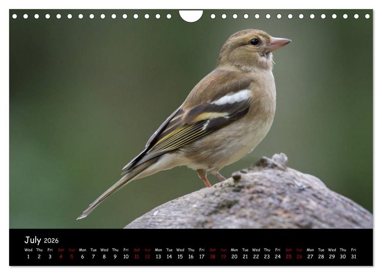 Produktbild: Popular garden birds of the united kingdom (Wall Calendar 2026 DIN A4 landscape), CALVENDO 12 Month Wall Calendar