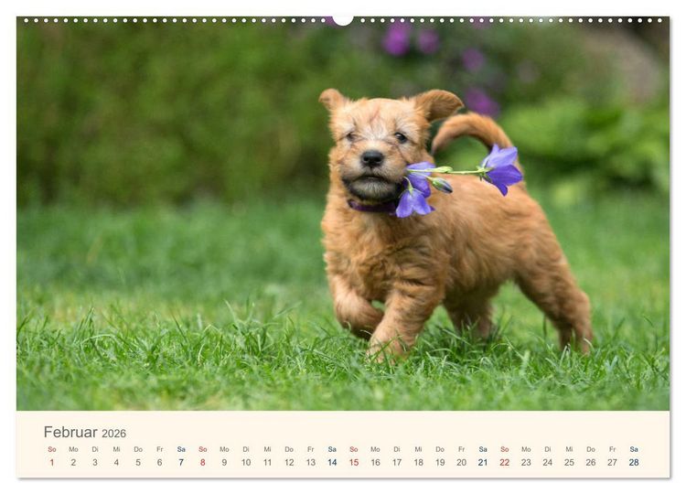 Produktbild: IRISH SOFT COATED WHEATEN TERRIER 2026 (hochwertiger Premium Wandkalender 2026 DIN A2 quer), Kunstdruck in Hochglanz
