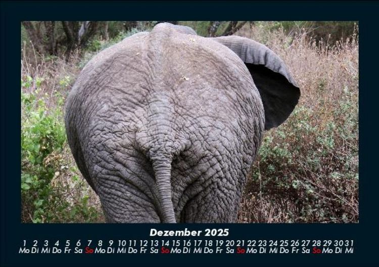Produktbild: Der Elefantenkalender 2025 Fotokalender DIN A5