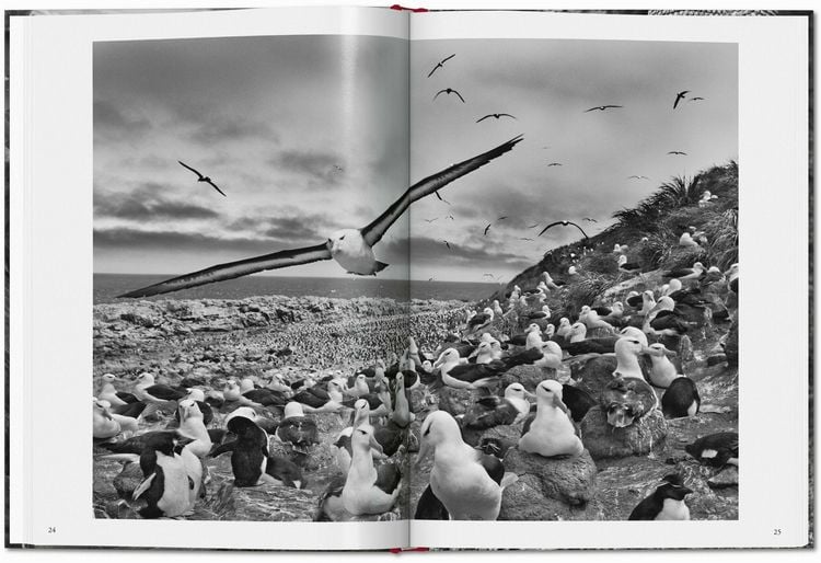 Produktbild: Sebasti&atilde;o Salgado