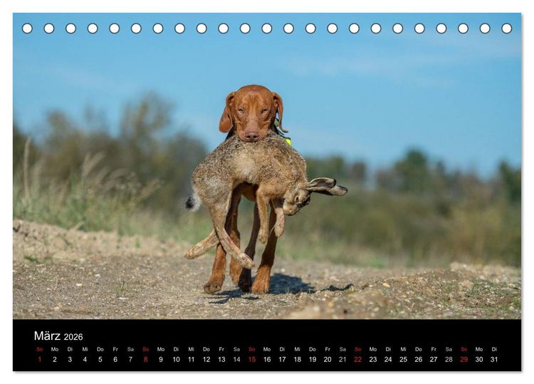 Produktbild: Jagdhunde bei der Arbeit (Tischkalender 2026 DIN A5 quer), CALVENDO Monatskalender