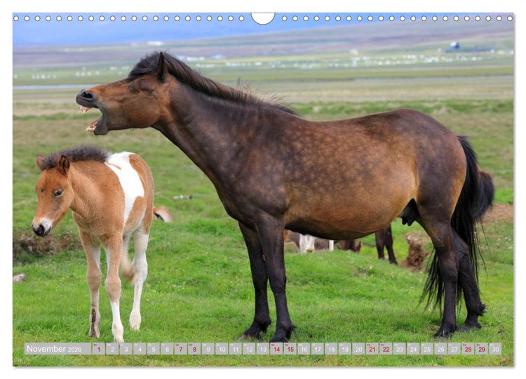 Produktbild: Islandpferde - Die tierischen Stars der Insel (Wandkalender 2026 DIN A3 quer), CALVENDO Monatskalender