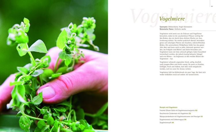 Produktbild: So schmecken Wildpflanzen
