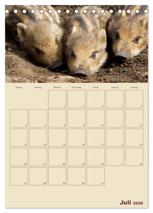 Produktbild: Wildschweine (Tischkalender 2026 DIN A5 hoch), CALVENDO Monatskalender