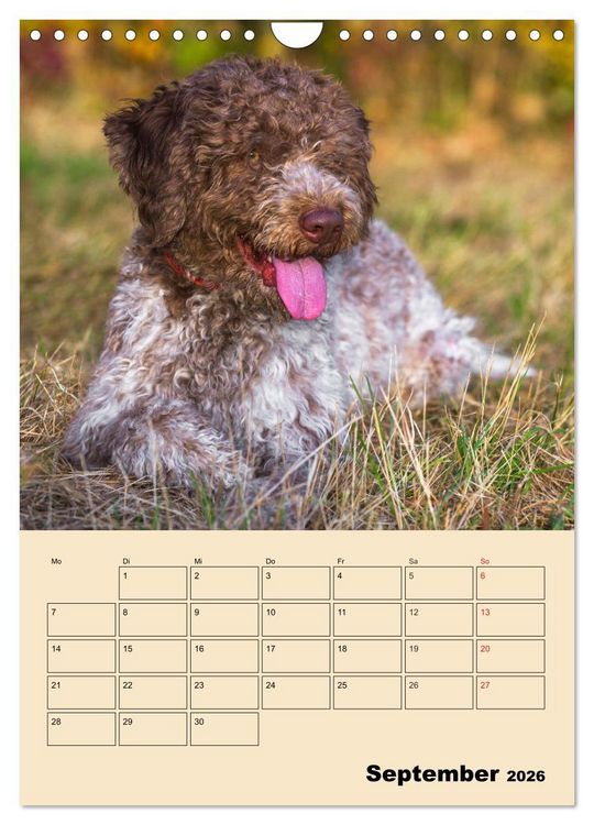 Produktbild: Jahresplaner Lagotto Romagnolo (Wandkalender 2026 DIN A4 hoch), CALVENDO Monatskalender