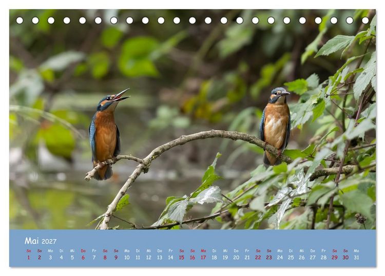 Produktbild: Alcedo atthis. Der Eisvogel (Tischkalender 2027 DIN A5 quer), CALVENDO Monatskalender