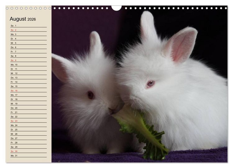 Produktbild: Kaninchen und Hasen (Wandkalender 2026 DIN A3 quer), CALVENDO Monatskalender