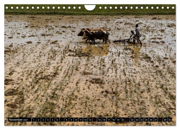 Produktbild: Madagaskar - Impressionen von Rolf Dietz (Wandkalender 2027 DIN A4 quer), CALVENDO Monatskalender