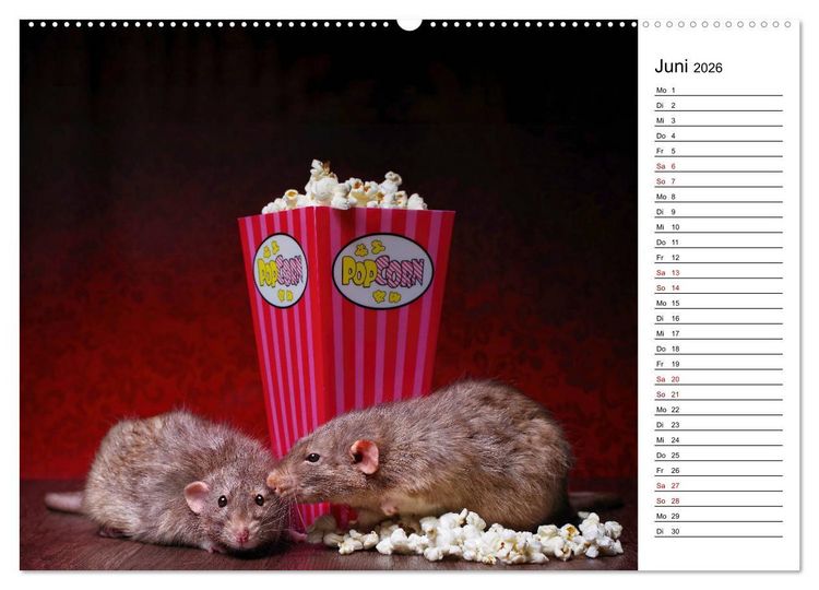 Produktbild: Ratten. Kleine Nager, gro&szlig;es Herz. (hochwertiger Premium Wandkalender 2026 DIN A2 quer), Kunstdruck in Hochglanz