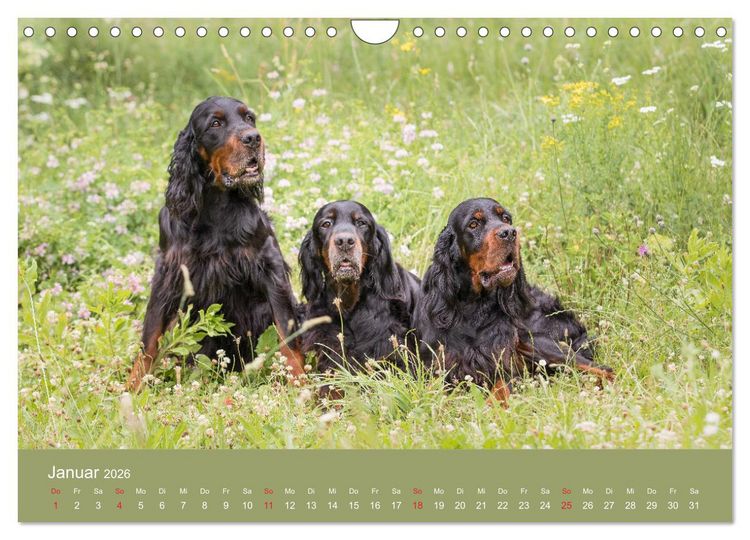 Produktbild: Setter - Geliebter Freund und Jagdkamerad (Wandkalender 2026 DIN A4 quer), CALVENDO Monatskalender