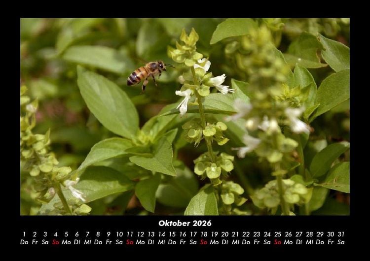 Produktbild: Bienen 2026 Fotokalender DIN A3