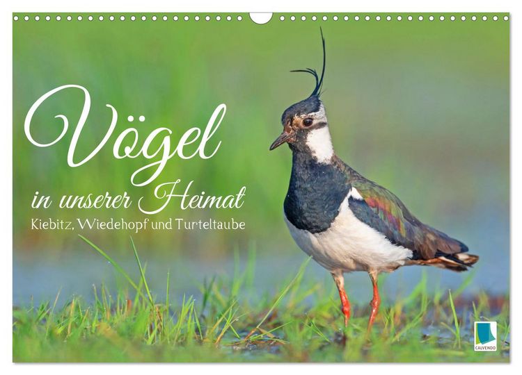 Produktbild: V&ouml;gel in unserer Heimat: Kiebitz, Wiedehopf und Turteltaube (Wandkalender 2026 DIN A3 quer), CALVENDO Monatskalender