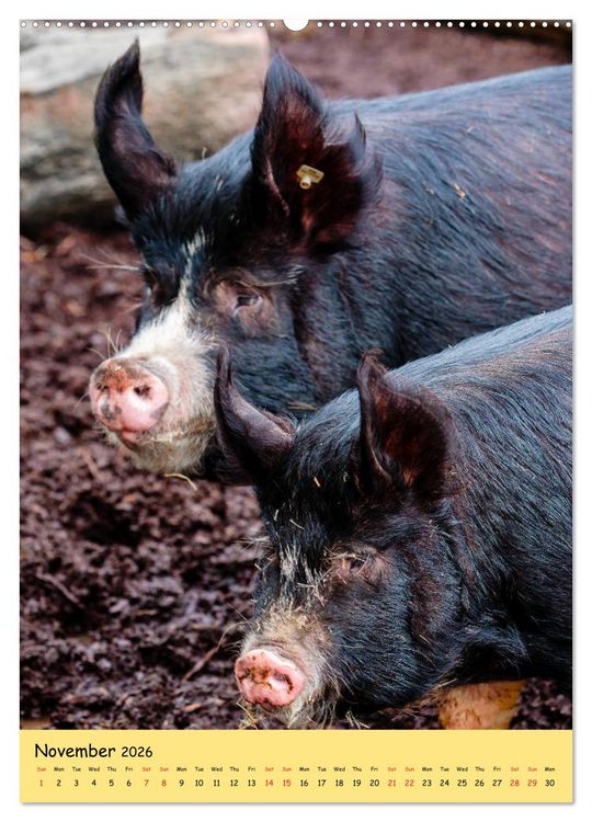 Produktbild: Just Pigs (High Quality Premium Wall Calendar 2026 DIN A2 portrait),CALVENDO 12 Month Wall Calendar