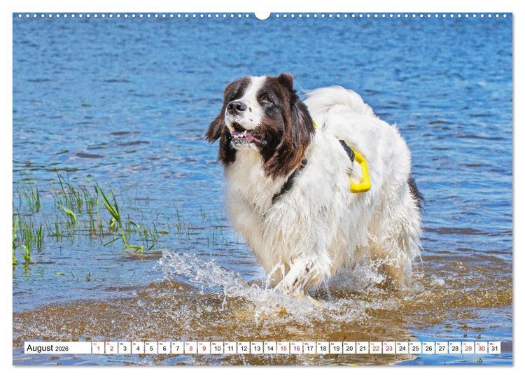 Produktbild: Traumhund Landseer (hochwertiger Premium Wandkalender 2026 DIN A2 quer), Kunstdruck in Hochglanz