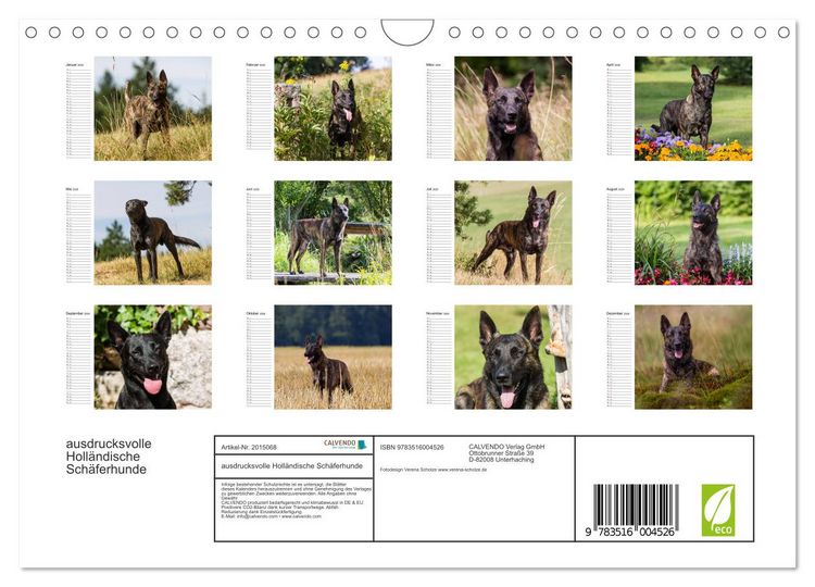 Produktbild: ausdrucksvolle Holl&auml;ndische Sch&auml;ferhunde (Wandkalender 2026 DIN A4 quer), CALVENDO Monatskalender