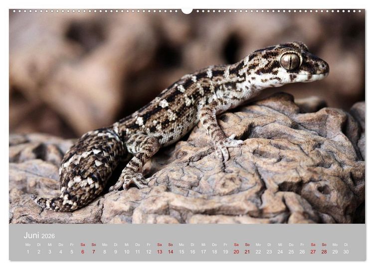 Produktbild: Terrarientiere (hochwertiger Premium Wandkalender 2026 DIN A2 quer), Kunstdruck in Hochglanz
